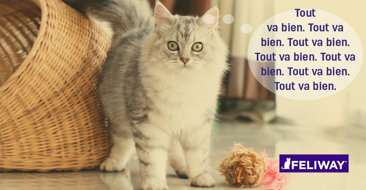 comment apprivoiser un chat anxieux